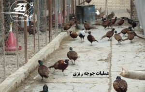 عملیات جوجه ریزی قرقاول
