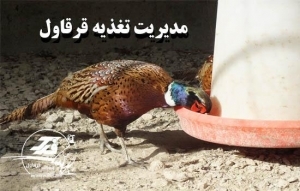 مدیریت تغذیه قرقاول