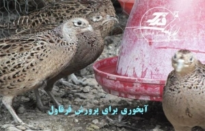 آبخوری برای پرورش قرقاول