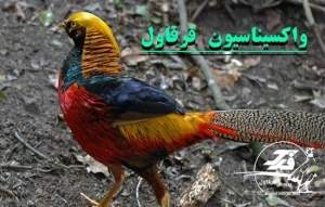 واکسیناسیون قرقاول