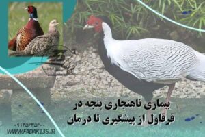 بیماری ناهنجاری پنجه در قرقاول از پیشگیری تا درمان