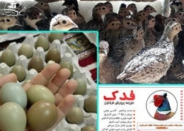 جوجه کشی قرقاول و کسب درآمد