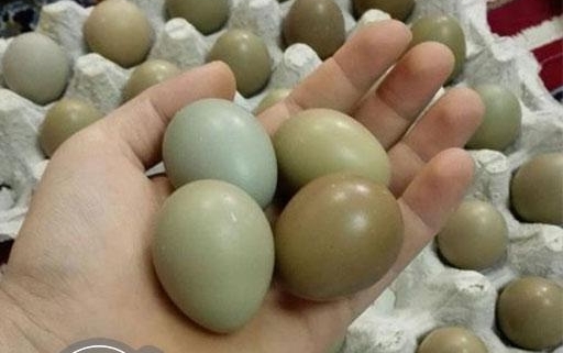 خواص تخم قرقاول