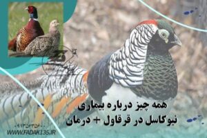 همه چیز درباره بیماری نیوکاسل در قرقاول + درمان
