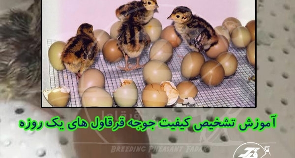 کیفیت جوجه قرقاول های یک روزه